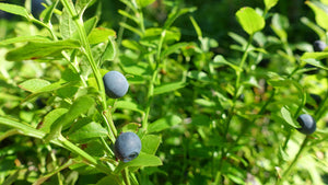 harctic superfoods myrtille bienfaits le superaliment secret des forêts nordiques