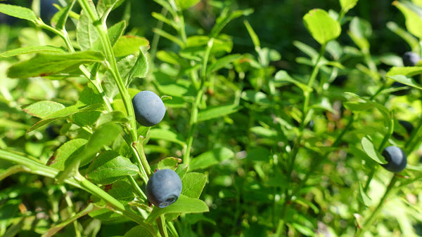 harctic superfoods myrtille bienfaits le superaliment secret des forêts nordiques