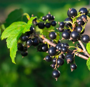 harctic superfoods prévention de l’ostéoporose à la ménopause les bienfaits du cassis