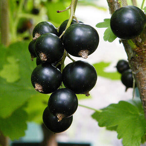 cassis