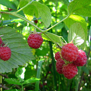 harctic superfoods framboises