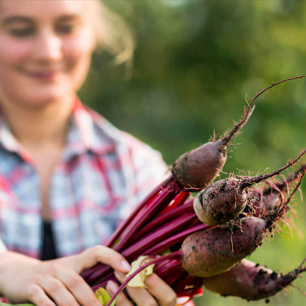 harctic superfoods betterave sportshot boisson nitrate performance naturelle
