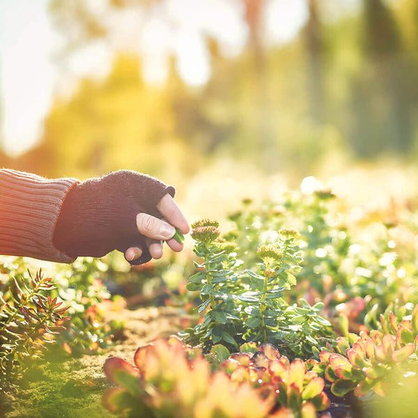 harctic superfoods elixir boost energie boost physique mental antifatigue rhodiola