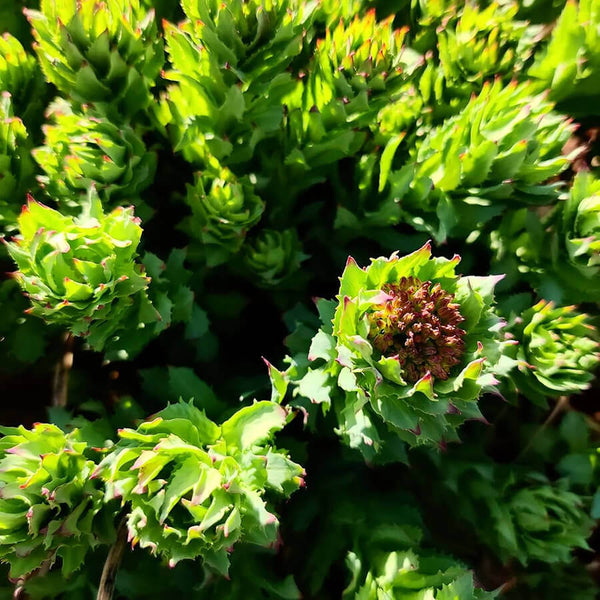 harctic superfoods elixir boost energie boost physique mental antifatigue rhodiola