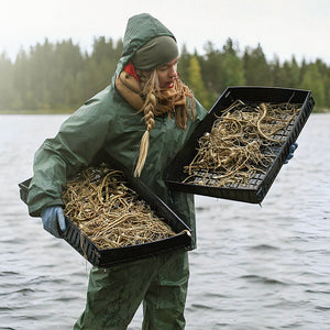 harctic superfoods racines d'angélique