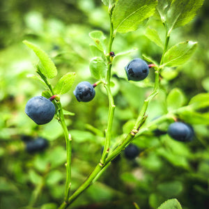 harctic superfoods myrtilles sauvages bio