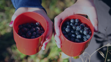 Wild Blueberry - Finnish Superfood