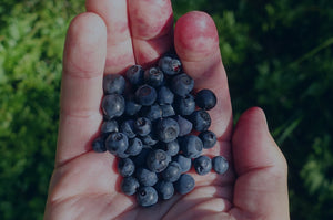 Harctic Superfoods a hand holding wild blueberries