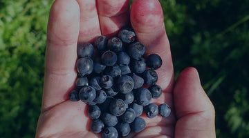 Harctic Superfoods a hand holding wild blueberries