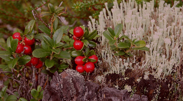 Harctic Superfoods lingonberries in a finnish forest