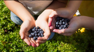 Harctic Superfoods 100 percent natural products children foraging wild blueberries in the forest