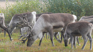 Harctic Superfoods Lapland 100% natural ingredients reindeer herd eating, image copyright Lapland Material Bank, Anna-Leena Jänkälä
