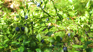 Harctic Superfoods arctic superfood image with wild blueberries growing in the forest
