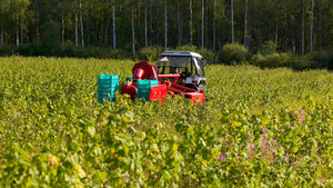 Harctic Superfoods farmers at work on berry fields of Marjatila Raitaniemi in Finland