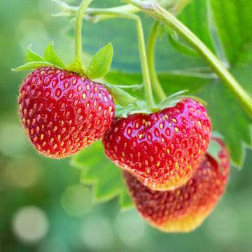harctis superfoods fraises